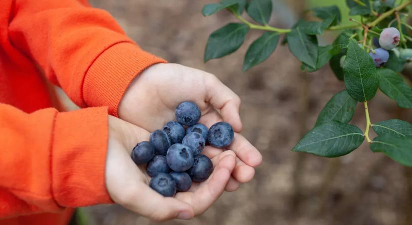 Gyümölcsök gond nélkül? Ezek a fajták ideális választások