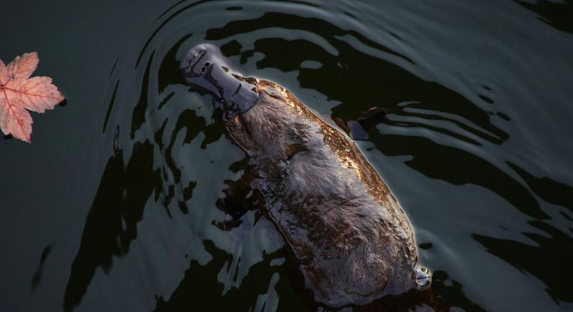 Holczer Dávid verse