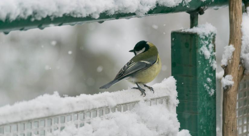 Észrevetted, hogy nincsenek madarak az etetőkben? Kiderült, mi áll a háttérben