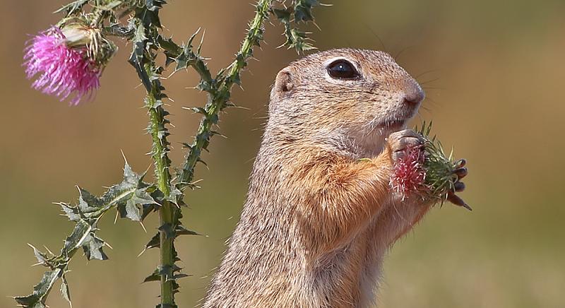 Hétéves természetvédelmi program indult az európai ürge megőrzéséért a Pannon régióban