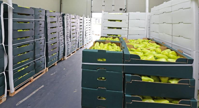 Posztharveszt nélkül nincs versenyképes kertészet