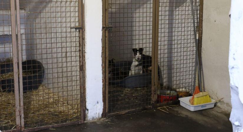 Kihívás a hidegben: így vészelik át a telet a menhelyi állatok