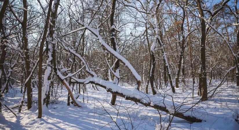 Ilyet állatkertben sem látsz, most megjelent az Északi-középhegységben! Fotókon a hóban sétáló ragadozó
