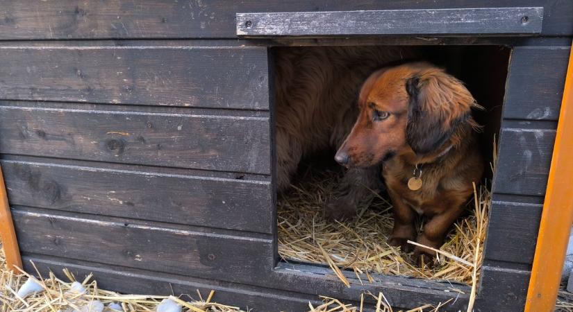 A legtöbben rosszul csinálják: ez mentheti meg a kutyád életét a kemény fagyban