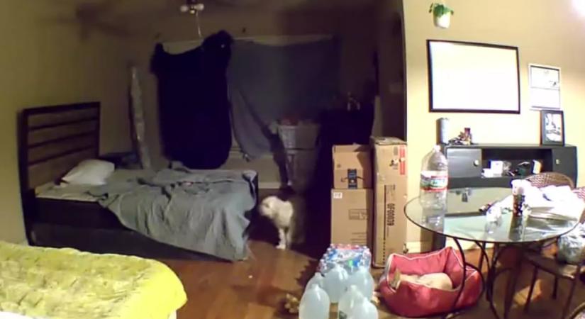 Először látja a kamerán a nő, mit csinál a kutya otthon: és összetörik a szíve