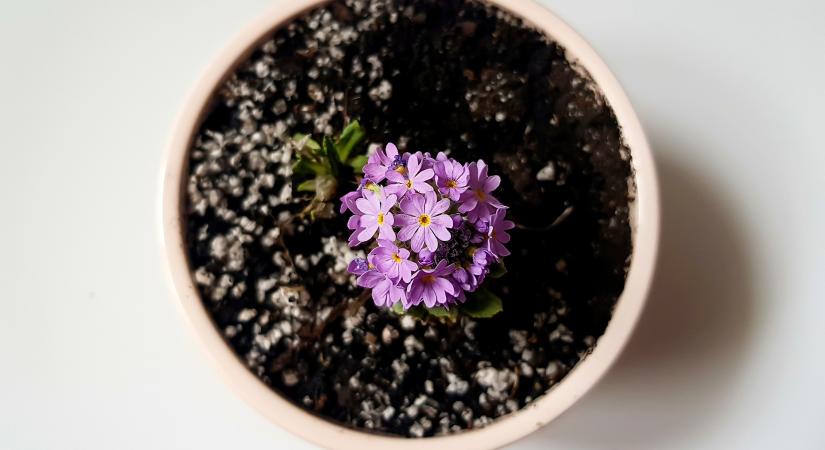 Vashiányos termésnövelő is akadt a Szupermenta táprúd tesztjén