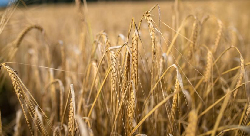 Különös árak láttak napvilágot: ennyibe kerül most a búza, kukorica itthon