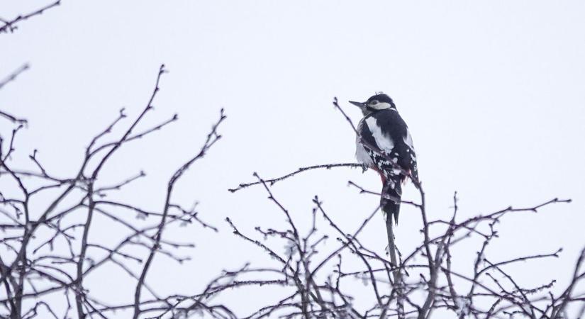 Nemsokára jön a fordulat, mutatjuk, mikor enyhül a fagy szorítása