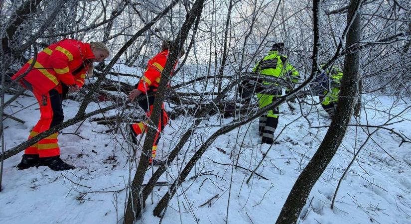 Holttestet találtak egy Gödöllő melletti erdőben