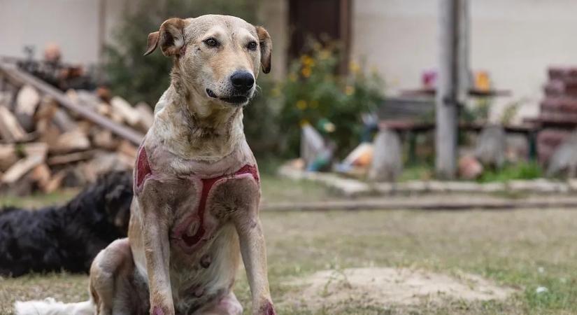 Börtönbe megy Rozi, a kocsi után kötött kutya állatkínzója