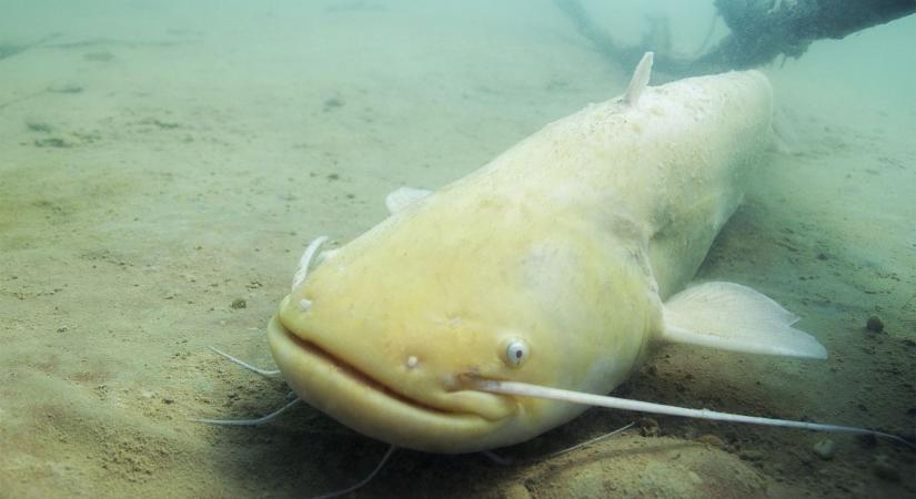 Elképesztő fogás: olyan harcsa akadt horogra, amilyet még a rutinos horgászok is ritkán látnak