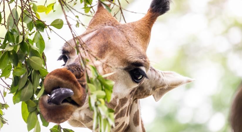Cuki videó a kulisszák mögül: így készül 6000 állat napi menüje a vidéki állatkertben