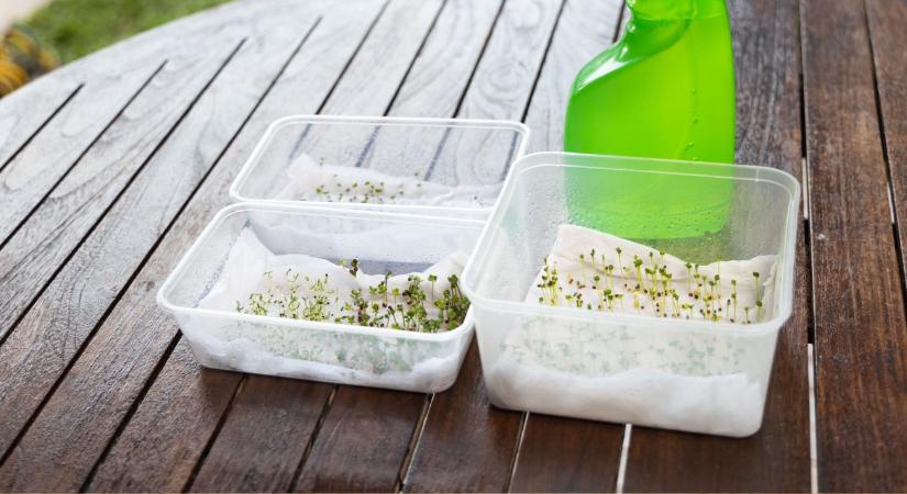 Vetőmag csírateszt otthon – így derül ki januárban, mi az, ami még életképes