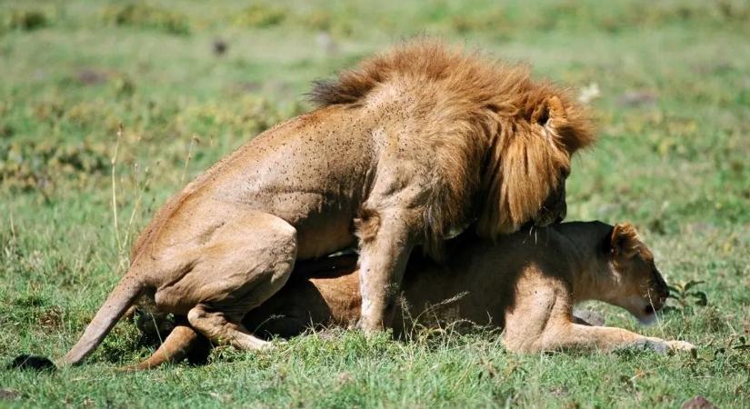 A szex felgyorsítja az öregedést? Ijesztő következtetésre jutottak a kutatók