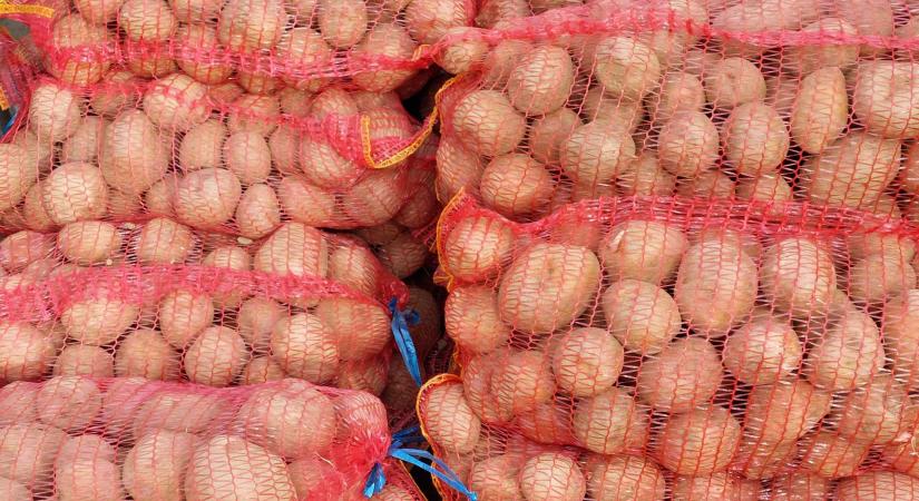 Lehet pályázni – Zöldség- és burgonyatermesztők kérhetnek támogatást