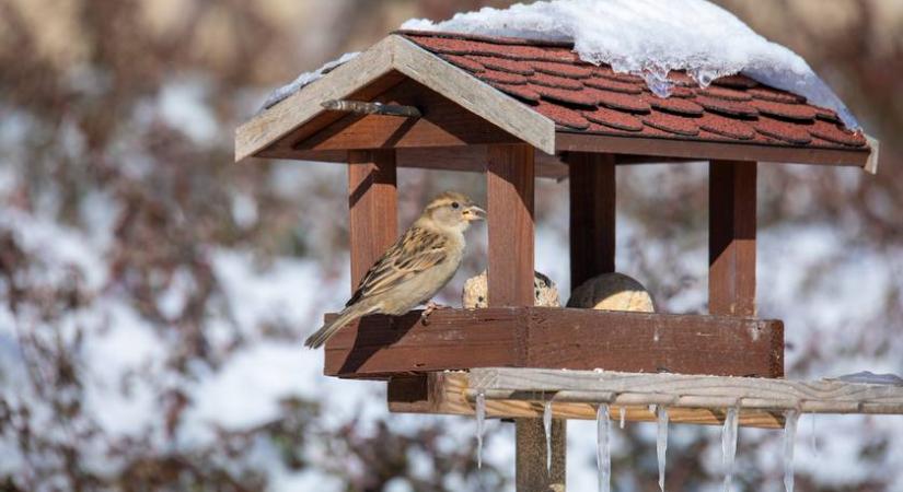 Ezért üresek a magyar madáretetők: ijesztő jelenség áll a háttérben