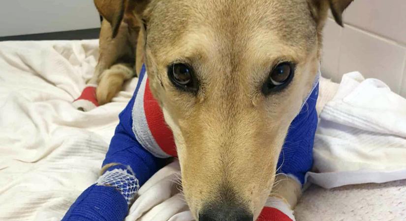 60 nap elzárásra ítélték a férfit, aki a kocsi után kötött kutyáját 95 km/órával vonszolta végig a betonúton