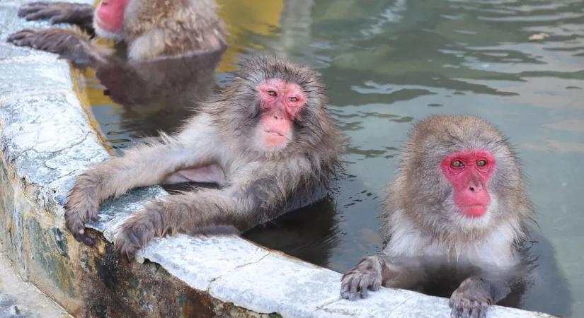 Több mint téli luxus: meglepő hatása van a termálfürdőzésnek