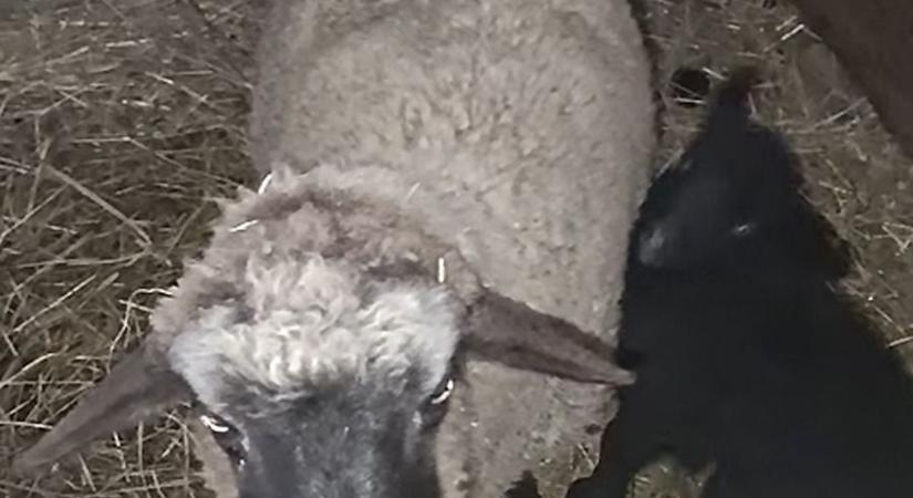 Megérkezett az idei első jövevény a skanzenbe – mamájával együtt jól vannak (videó)