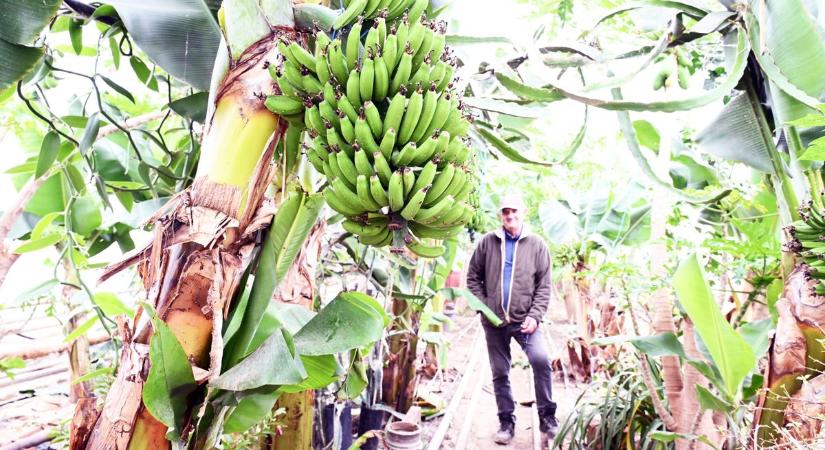 Dermesztő télben érnek az egzotikus gyümölcsök, trópusi kertet gondoz udvarán egy cserkei gazda – videóval, galériával