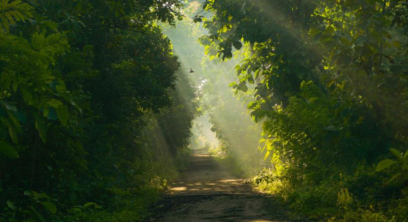 190 milliós támogatás érkezik Magyarországra: erre lesz felhasználva