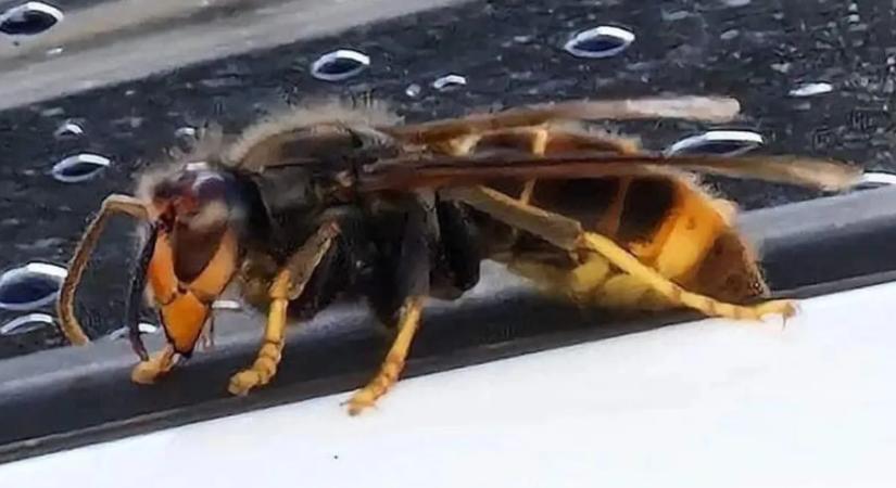 Kiadták a figyelmeztetést: megállíthatatlanul terjed a gyilkos lódarázs