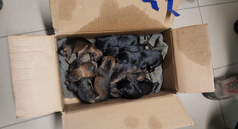 Leragasztott kartondobozba helyeztek el tizenkét kutyakölyköt Dobogókőnél