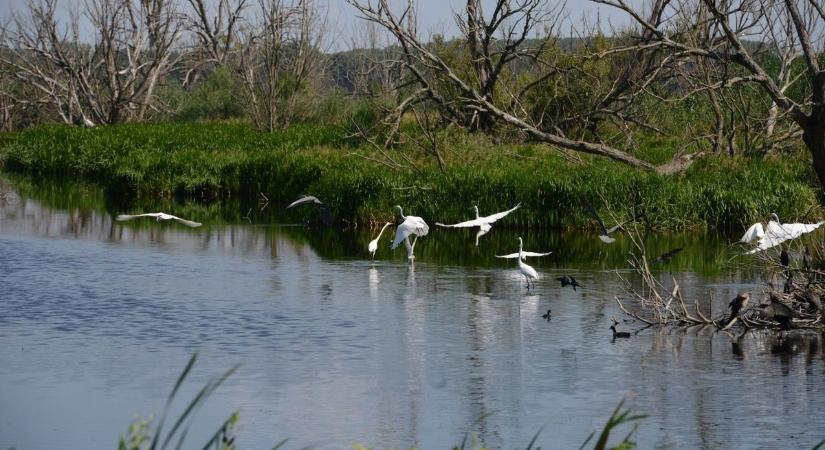 Sikeres évet zárt a Fertő-Hanság Nemzeti Park