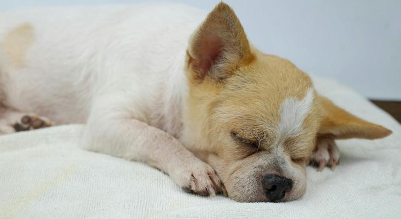 Mért ráng a kutya álmában?