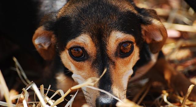 Az állatvédelem mindannyiunk közös ügye