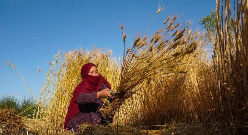 Számos új pályázat megjelentetését tervezi az agrártárca idén