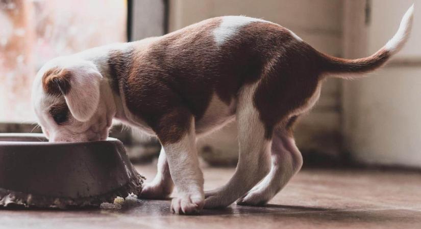 Erre figyelj, amikor kutyaeledel márkát választasz