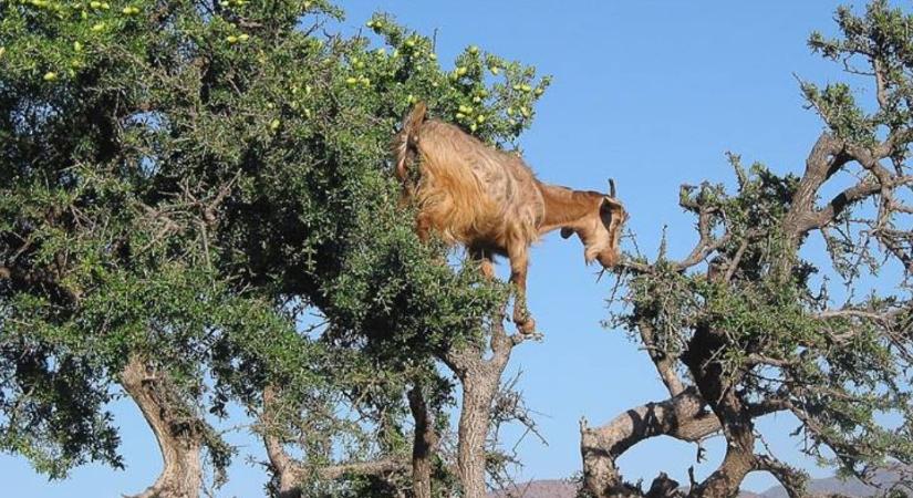Miért másznak kecskék a fákra Marokkóban? A válasz meglepő