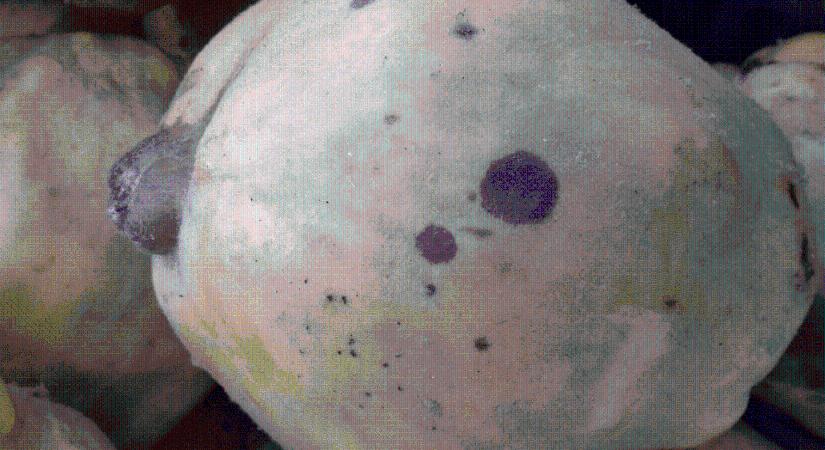 Mi okozza barna foltok kialakulását a birsalmán?