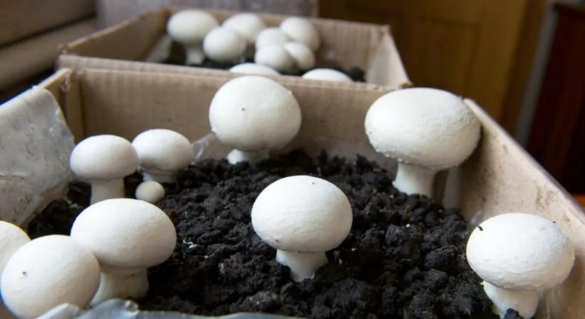 Gombatermesztés otthon? Egyszerűbb, mint gondolnánk!