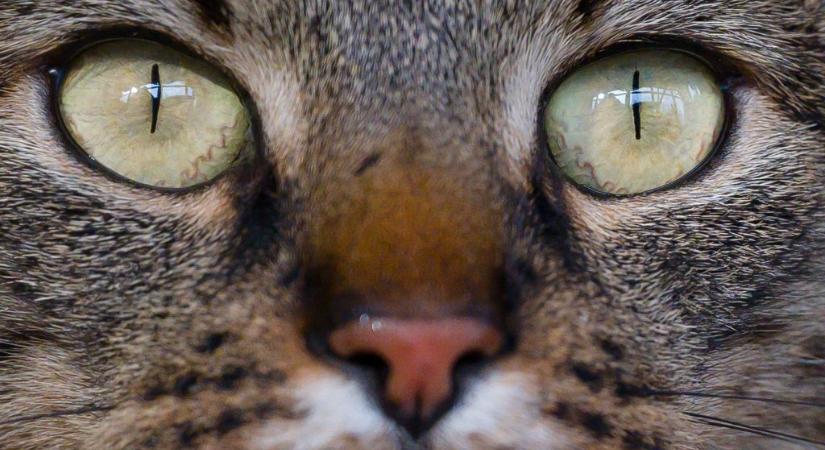 Tévedés, hogy az egyiptomiak istenként imádták a macskákat