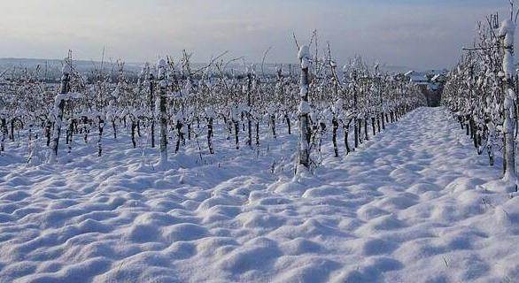 A vincevessző, a gömböc és a szőlőszentelés