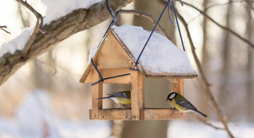 Soha ne add ezt az ételt a madaraknak télen: halálos lehet számukra