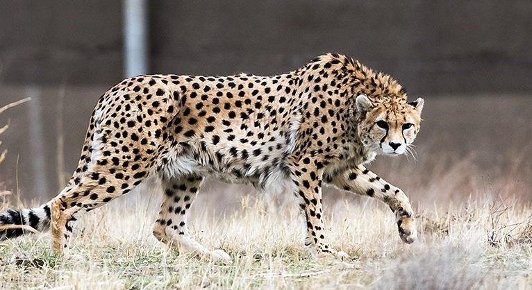 Mumifikálódott gepárdokat fedeztek fel Szaúd-Arábiában