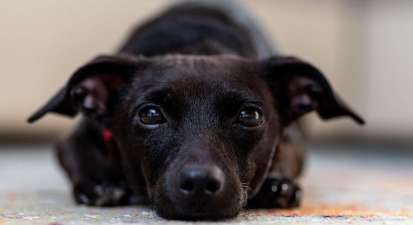 Elítélték a férfit, aki az autója után láncolt kutyáját húzta egy kilométeren át