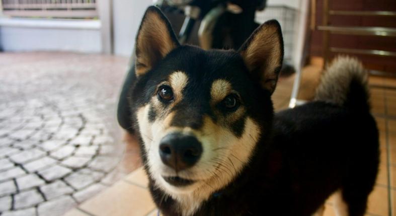 Ezek a kutyatartás szabályai 2026-ban Magyarországon: szabályok, kötelezettségek és bírságok, amikről tudnod kell!