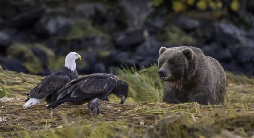 Kvíz: Mennyire ismered az egyes nemzetek szimbólumállatait?