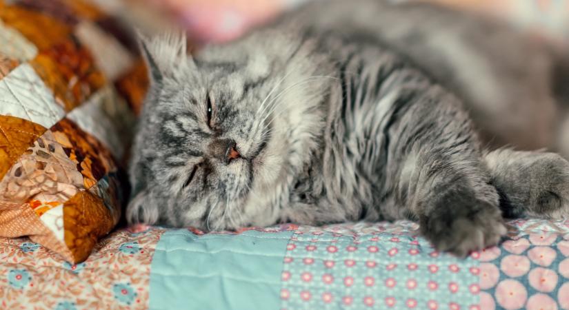 Miért igénylik a macskák fokozottan a meleget?