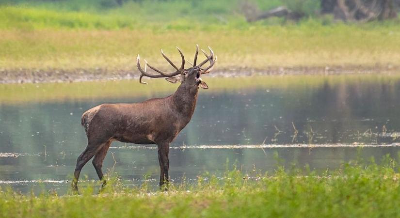Orvvadászat fegyver nélkül: szarvasbőgést hallgatott volna, odalett az engedélye