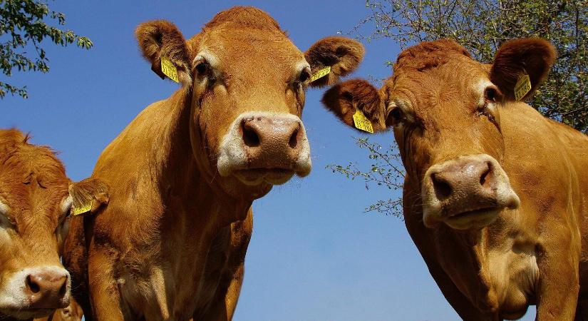 Ki fizeti meg az EU–Mercosur megállapodás árát az agráriumban?