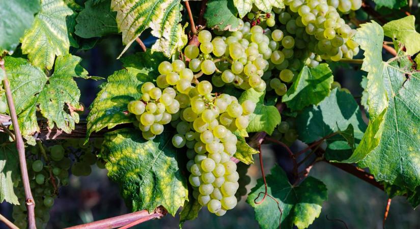 Egy ősi szertartás, ami megjósolja az idei bortermést