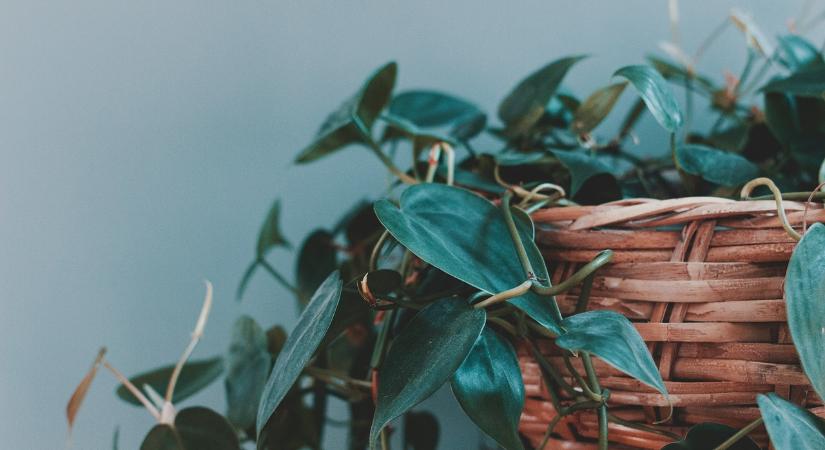 Vashiányos készítmény is szerepelt a Szupermenta termésnövelő vizsgálatában