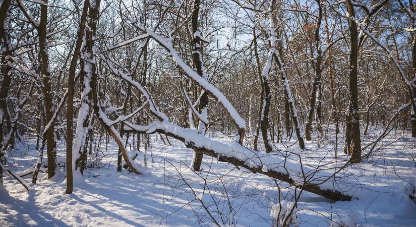 Ismeretlen lábnyomokra bukkantak a hóban, te felismered, melyik állaté?
