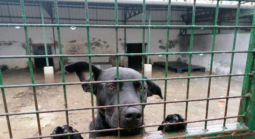 Újabb segítséget kaphatnak az állatvédő szervezetek