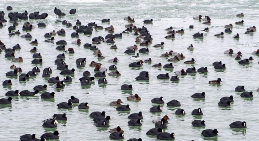 A jó szándék is árthat – ezért ne etessük a vízimadarakat
